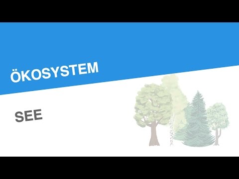 ÖKOSYSTEM SEE | Biologie | Ökologie