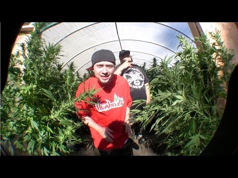 Potluck - Real Weed Livin