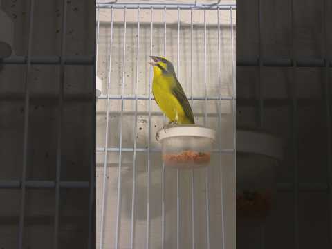 SERINUS Mozambicus | سيرينوس موزمبيق | Yellowfronted canary sing | Hybrid Finch | Nature Bird sounds