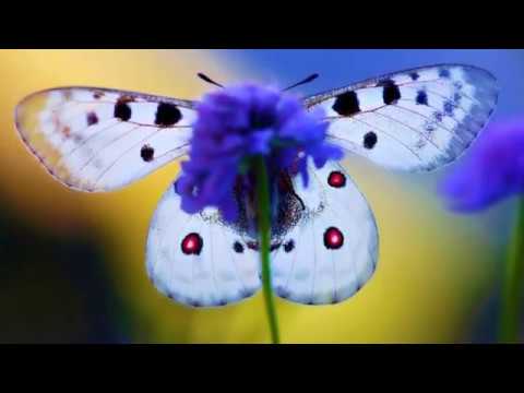 The SAND The DIAMOND The WHISPER   Michael E