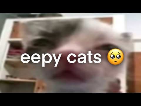 eepy cat compilation