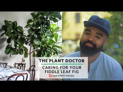 How To Care For Your Fiddle Leaf Fig | The Plant Doctor Video