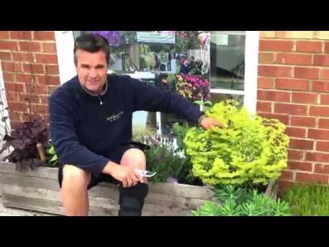 Antony's Gardening Tips - Euphorbia