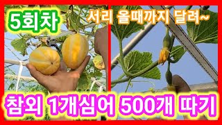 참외가 미치기 시작 참외 1개심어 500개따기~ 희망이 보입니다 참외 재배방법,키우기 참외순지르기,순치기 주…