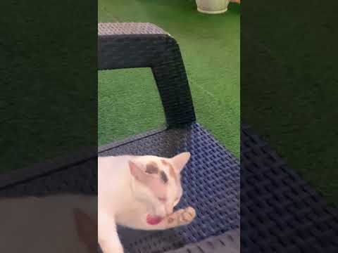 🐱 Mr. Tom  #cat #cats #catlover #catvideos #catshorts #shortsfeed #shortvideo #short #love #travel