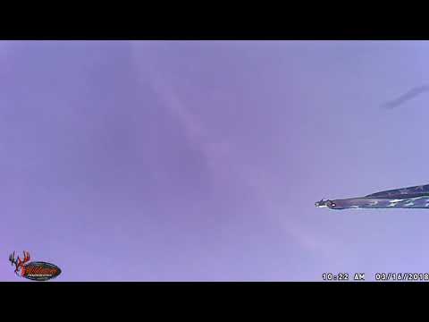 31618   1022AM      UFO LOOKING HELP