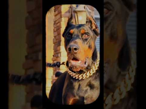 Before VS After Animal Transformation 💀|Amazing Animals Transformation#AnimalTransformation#Funny