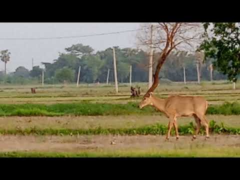 Dog attack at farm '