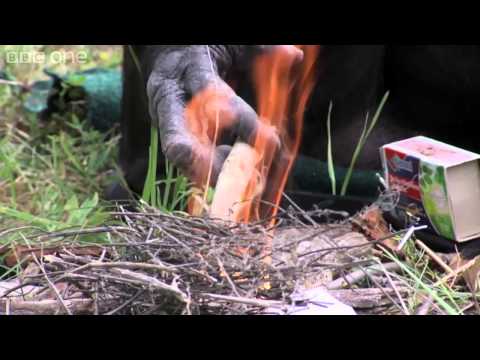 Bonobo builds a fire and toasts marshmallows   Monkey Planet Preview   BBC One