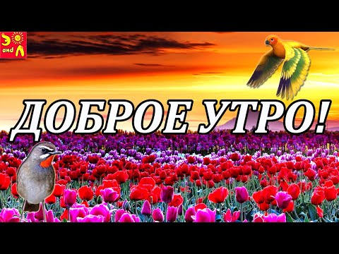 Доброе Утро! Красивое музыкальное пожелание с Добрым Утром! Видео Пожелание С Добрым Утром 2020