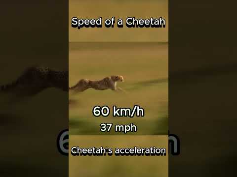 Speed of a Cheetah | Acceleration 0-120 km/h #cheetah #speed #animals
