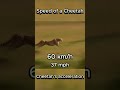 Speed Of A Cheetah Acceleration 0 120 Km H Cheetah Speed Animals