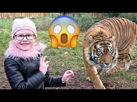 GROŹNY TYGRYS - ZOO I AFRYKARIUM WE WROCŁAWIU