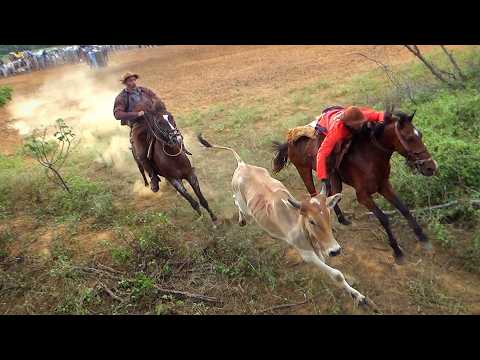 Pega de Boi no Mato no PARK PORTEIRA #pegadeboinomato #romariofeitosa