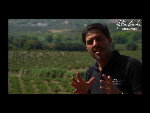 Vinhos de Lisboa | Hélder Cunha Winemaker - Powered by Casca Wines