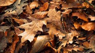 Spock's Beard - All That's Left