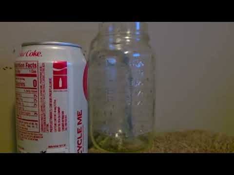 Ants Attracted to the Jar in Barnegat Light, NJ