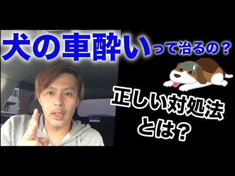 犬の乗り物酔い: 役に立つヒントと情報があります