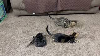 Bengal Cats Videos