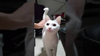 尻をしばかれなくては気が済まなくなったあめちゃん