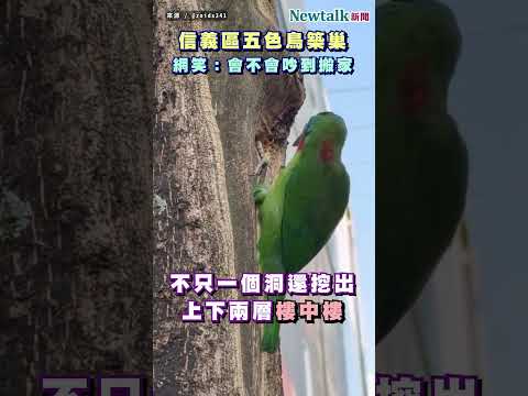 信義區五色鳥築巢！網笑：會不會吵到搬家
