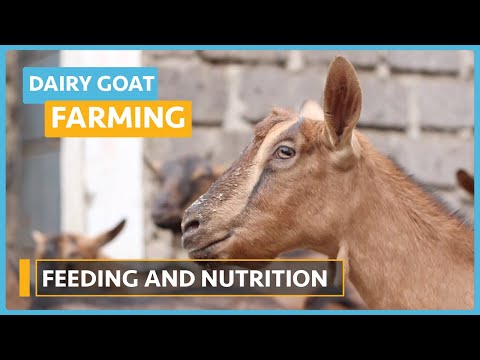 Dairy Goat Farming Lesson 1 Course Outline