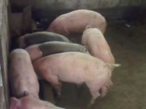 cerditos Hambrientos