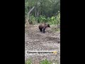 Медведица пришла знакомиться