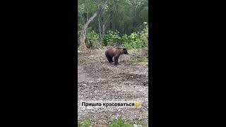 Медведь налаживает контакт с человеком