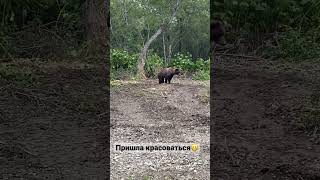 Медведь налаживает контакт с человеком