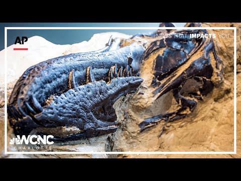 NC researchers unveil discovery of new dinosaur species