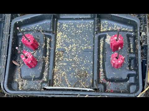 Ants Infest the Bait Station in Tinton Falls, NJ