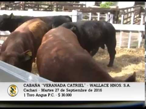 27-09-16 - Venta de Toros Angus P.C. - Cabaña Veranada Catriel - Cacharí