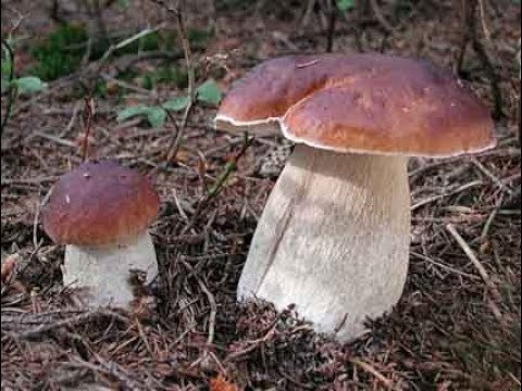 Kako Vrganj raste - Ubrzano