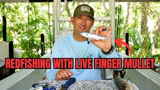 Redfishing With Live Finger Mullet [Top 3 Ways To Rig Live Bait]