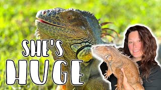 I GOT A GREEN IGUANA!