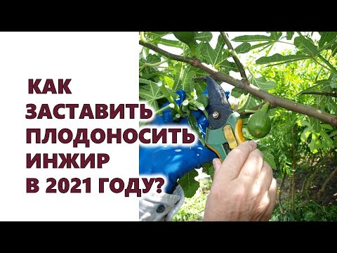 , title : 'Как заставить плодоносить инжир в 2021 году?'