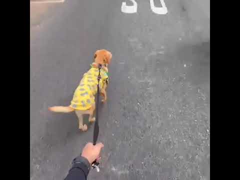 Vídeo de Caramelo