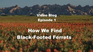 Prairie Wildlife Research - Video Blog Episode 01