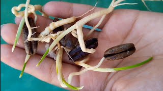 How to grow khajur (dates) from seed