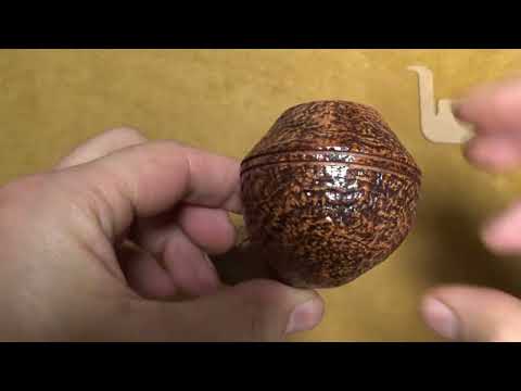 Pipa Ser Jacopo S2 (B) Maxima Maxima - Straight Rhodesian - SJ344