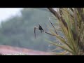 Japan In 4k Nature Whatsapp Status Tamil Tamil Whatsapp Status Green World Status