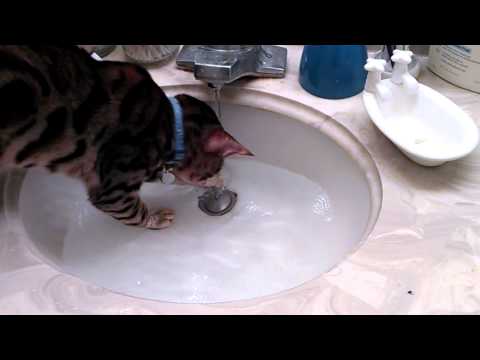 Dexter the Bengal is Playing in the Water!