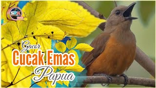 Download lagu Cucak Emas Papua Ngalas Merdu mp3 Download lagu Cucak Emas Papua Ngalas Merdu mp3