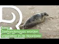 Brok in de keel bij het uitzetten van zeehondenpups
