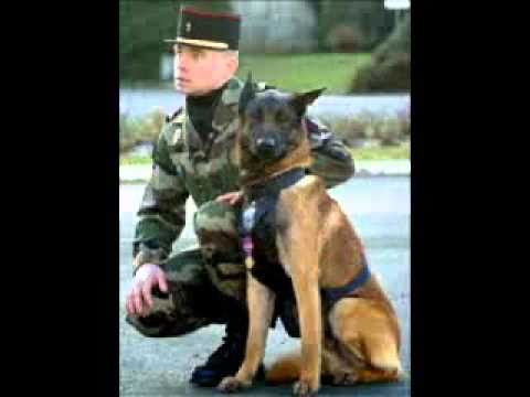CHIENS DE GUERRE