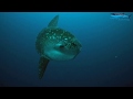 Very close encounter with a Mola in Galapagos, Mondfisch, Sunfish, Mola mola, Punte Vicente Roca, Isla Isabela, Ecuador, Galapagos