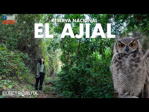 Los últimos Bosques de Santiago | El Ajial | Reservas Nacionales de Chile 36/48