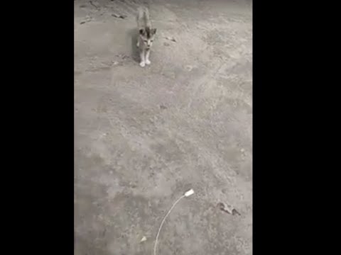 Rescued cat Gitana plays with its rescuer. What a moment!