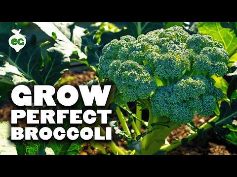 Growing Broccoli, From Seed to Harvest 🥦